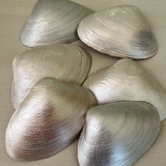 🌻6-Gorgeous pearl painted and gold trimmed shells - Picture 7 of 14